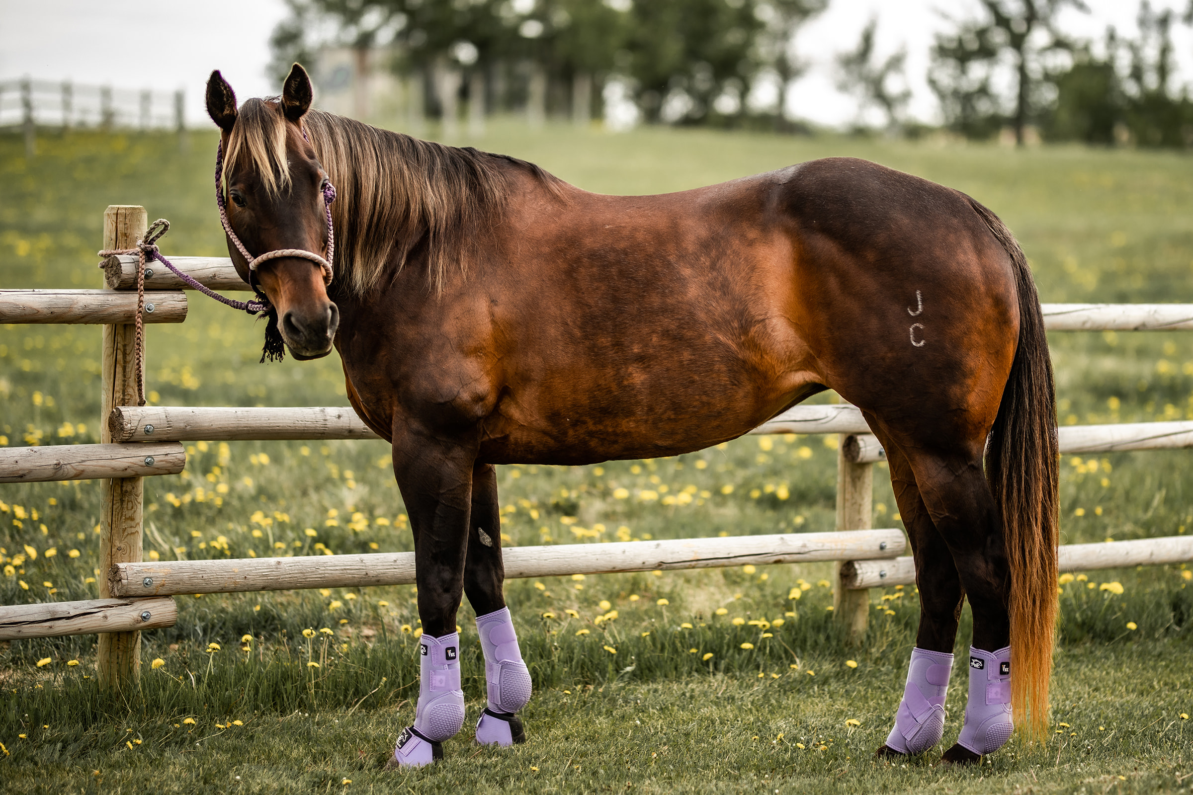 Alliance Equine BOOTS