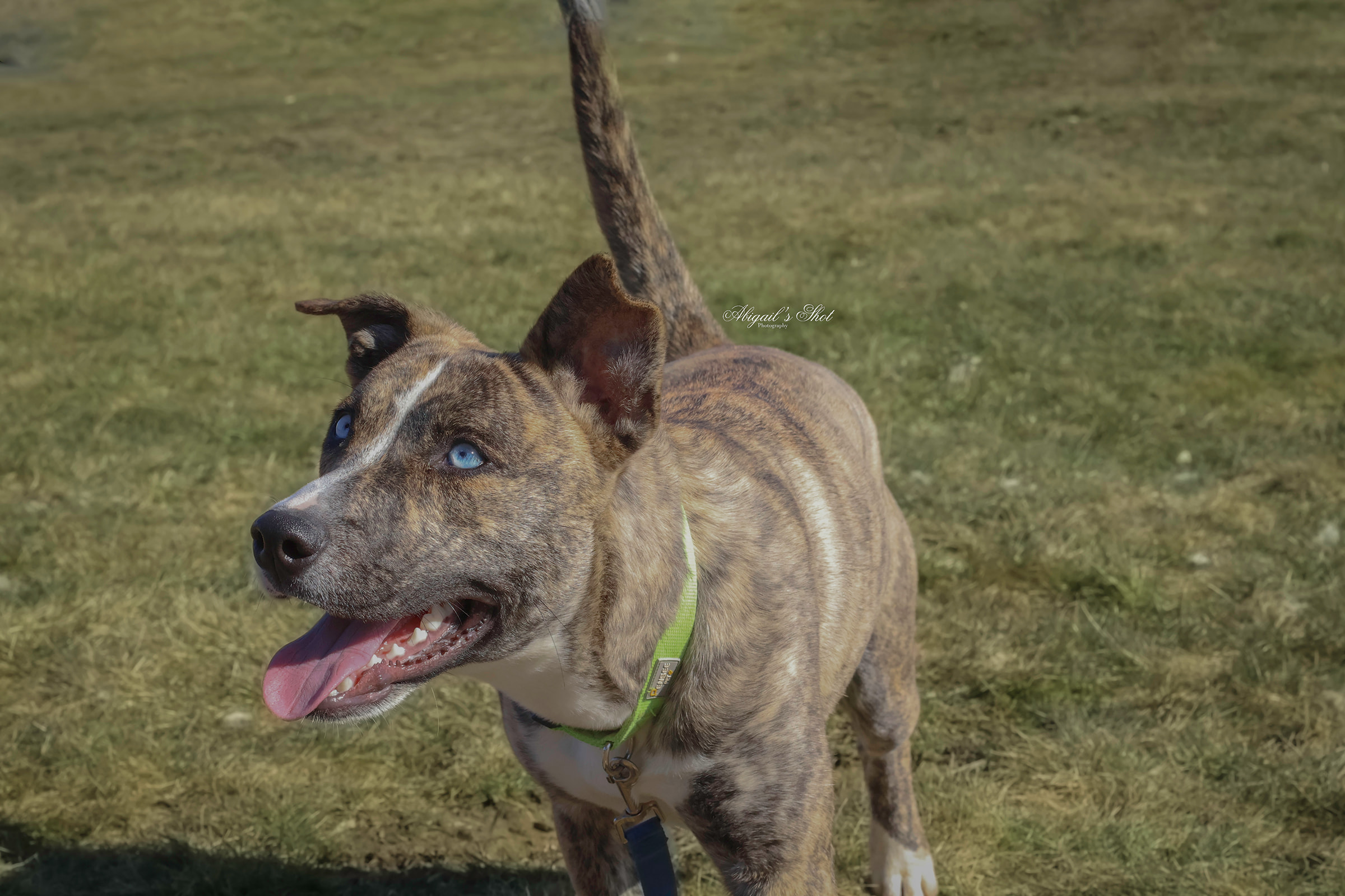 Allegan County Animal Shelter Feb 2024